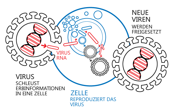 Schematische Darstellung Replikation von Viren
